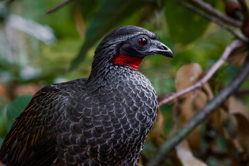 Dusky-legged guan - Penelope obscura 