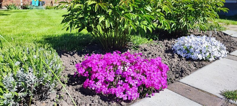 Vibrant red geraniums flourish in a garden bordered by neatly trimmed grass and ornamental plants.