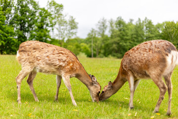 Two deer are seen grazing in a lush green field. They are positioned close to each other, interacting while surrounded by trees under a clear sky. The setting suggests a peaceful nature scene