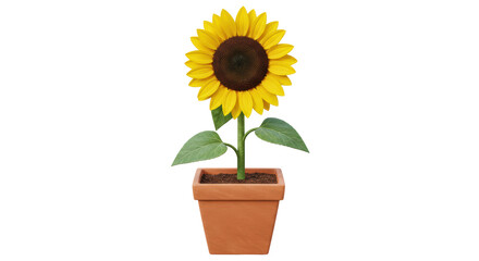 Obraz premium Isolated sunflower in pot