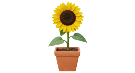 Isolated sunflower in pot
