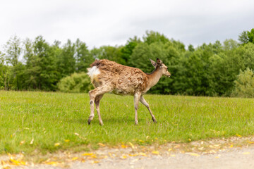 A young deer is seen moving gracefully across a grassy area surrounded by trees under a cloudy sky....