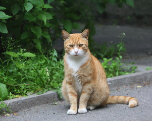 Obraz premium A serious red-haired cat is sitting on the asphalt near the lawn