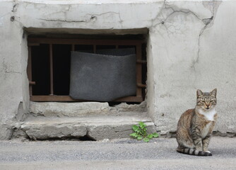 A gray cat sits on the asphalt near the basement window