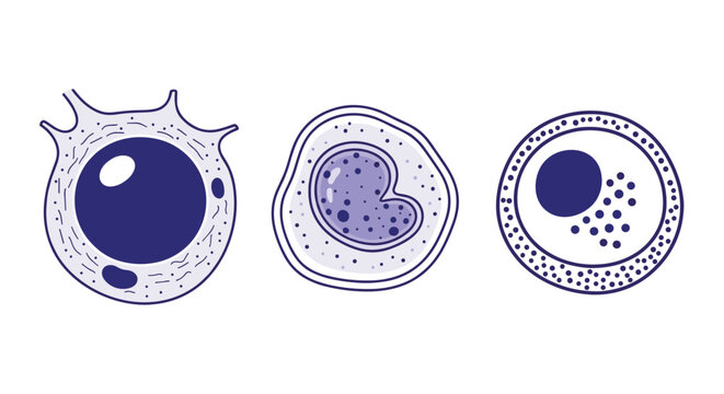 A Study of White Blood Cells Immune System Components Involved in Infection Control