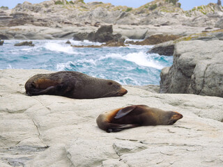 Two New Zealand Fur Seals Sleeping at Kaikoura