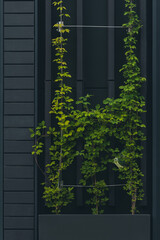 Modern Vertical Garden on Dark Facade