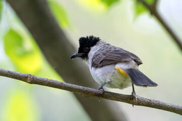 a finch perched on a branch