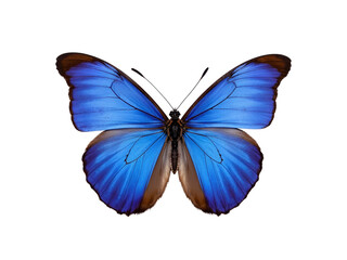 Obraz premium Vibrant blue morpho butterfly isolated on transparent background