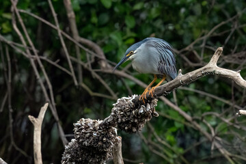 The egret looks for its prey from the top of the mangrove branches