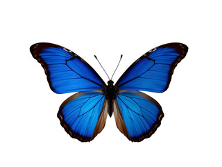 Bright blue morpho butterfly isolated on transparent background