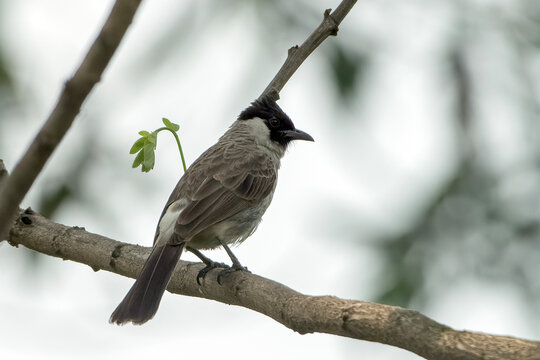 a finch perched on a branch