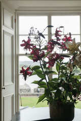Lilies blooming in a vase by the window indoors.
