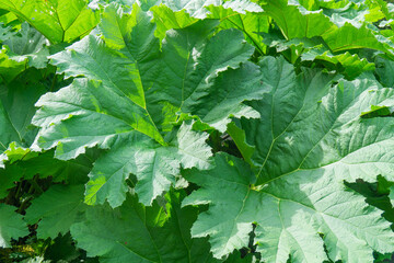 Close-up of Gunnera Manicata leaves growing in Scottish Highlands