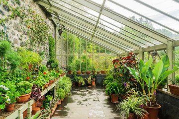 Greenhouse interior showing a variety of plants on a cloudy day
