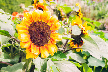 Sunflower blooming in a crop during summer season