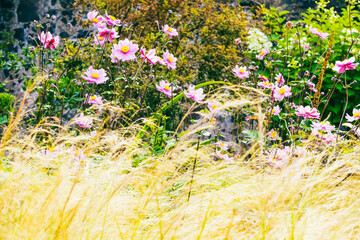 Delicate pink flowers growing behind ornamental grass in a garden
