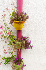 Colorful flower pots hanging from a pink drainpipe on a white wall.