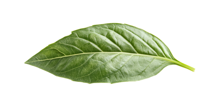 Organic basil herb with four bright green leaves in close-up isolated on white transparent background