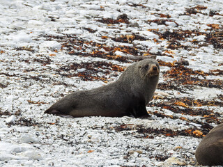 New Zealand Fur Seal at Kaikoura Peninsula