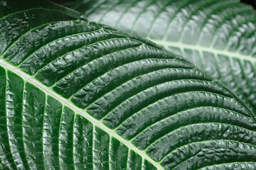 The surface of a green leaf of a tropical plant as a natural background for design.