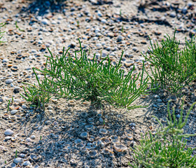 The photo shows seashells scattered on sandy soil among green halophyte plants. Sunlight highlights the textures and details of the natural environment.
