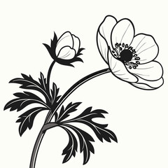 Elegant black and white anemone flower illustration botanical design