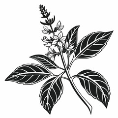 Black and white illustration of basil plant with flowers and leaves