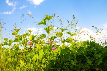 Beautiful close-up image of fresh green grass against a cloudy sky on a warm summer day.