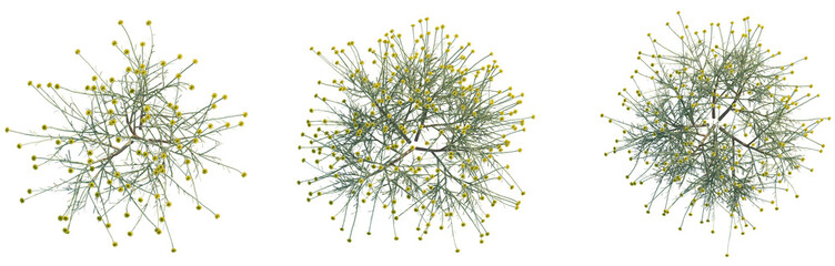 Santolina chamaecyparissus Tree plan top view 4k png cutout transparent background © DH Tree Stock