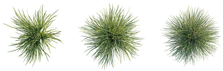 Carex praegracilis Tree plan top view 4k png cutout transparent background © DH Tree Stock