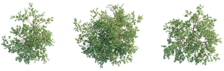 Arbutus unedo Tree plan top view 4k png cutout transparent background isolate