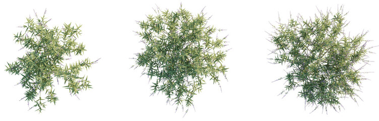 Salvia leucantha Tree plan top view 4k png cutout transparent background isolate