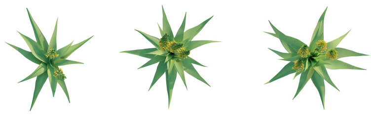 Bulbine latifolia Tree plan top view 4k png cutout transparent background