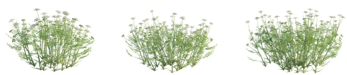 Orlaya grandiflora Tree 4k png cutout transparent background