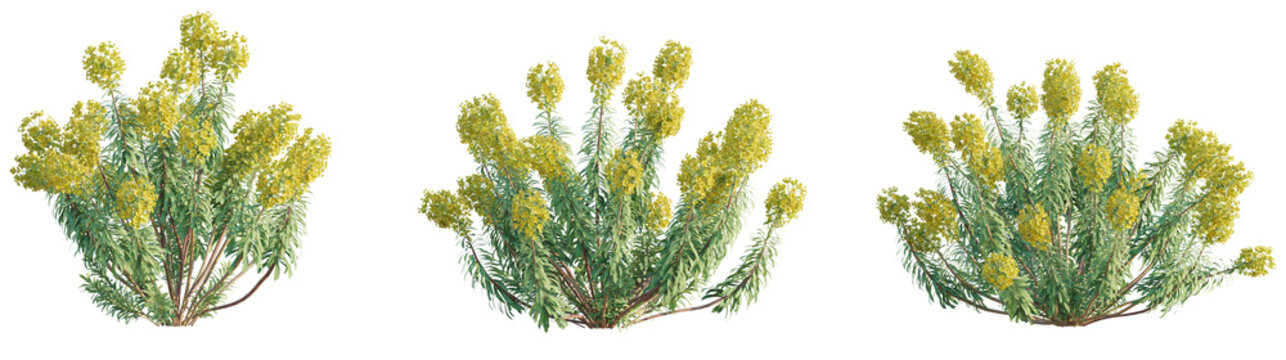 Euphorbia characias subsp Wulfenii Tree 4k png cutout transparent background isolate