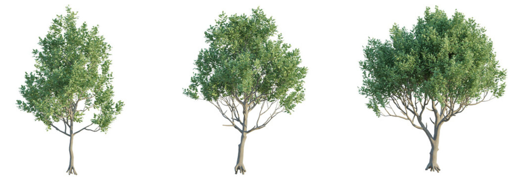Ceratonia siliqua Tree 4k png cutout transparent background isolate