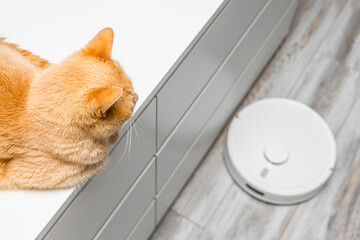 cat hiding from working robot vacuum cleaner.