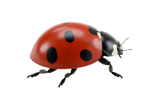A close up of a ladybug isolated on white or transparent background. PNG