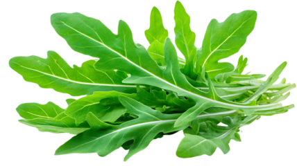 Fresh arugula leaves isolated on black background showing vibrant green color and texture