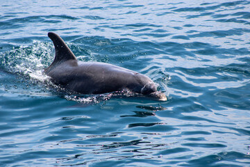 dolphin in the water