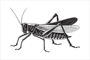 Flying Beetle Vector Silhouette with Spread Wings Isolated on White Background