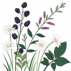 Wildflowers and berries botanical illustration transparent background