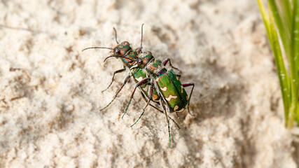 green bug on a green leaf