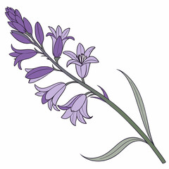 Delicate purple bellflowers botanical illustration floral design element