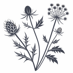 Elegant silhouette botanical illustration wildflowers thistle eryngium