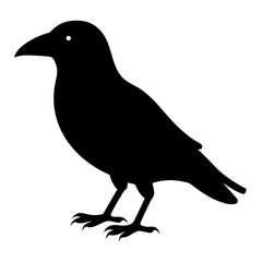Vector illustration of Crow 