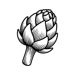 Vintage line art illustration of an artichoke