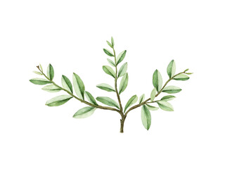 Naklejka premium Watercolor green branch with leaves isolated on transparent background