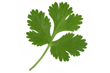 Fresh cilantro leaf on a white background representing transparent background png  